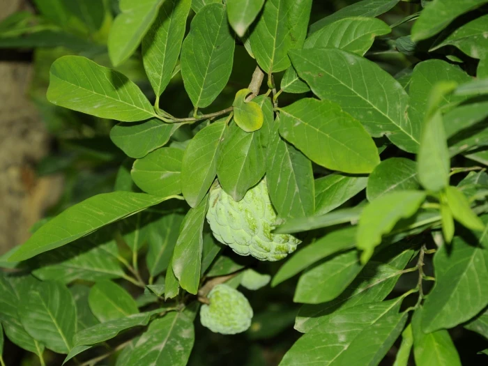 Annona squamosa image