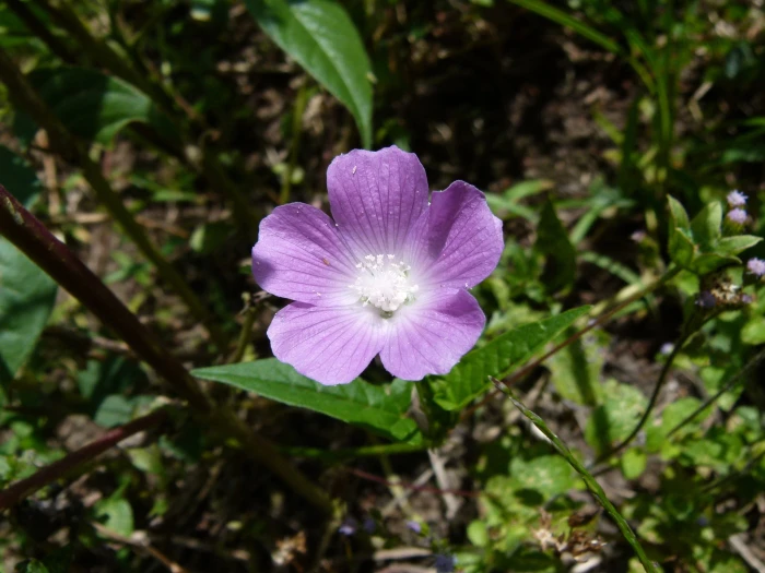 Anoda cristata image