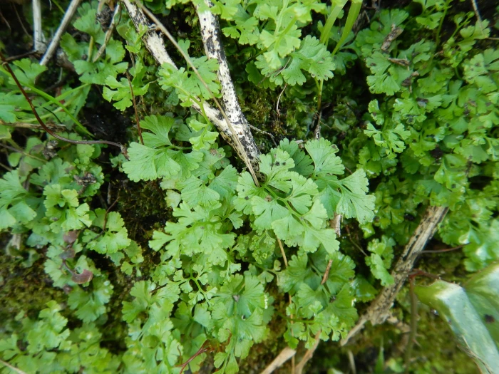 Anogramma leptophylla image