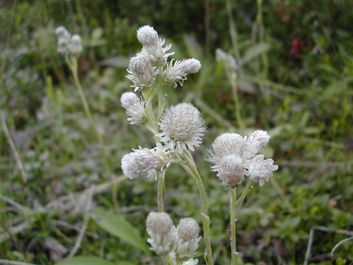 Antennaria alpina image