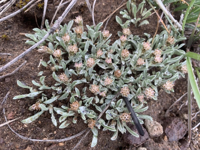Antennaria dimorpha image
