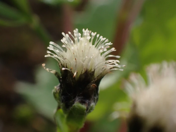 Antennaria monocephala image