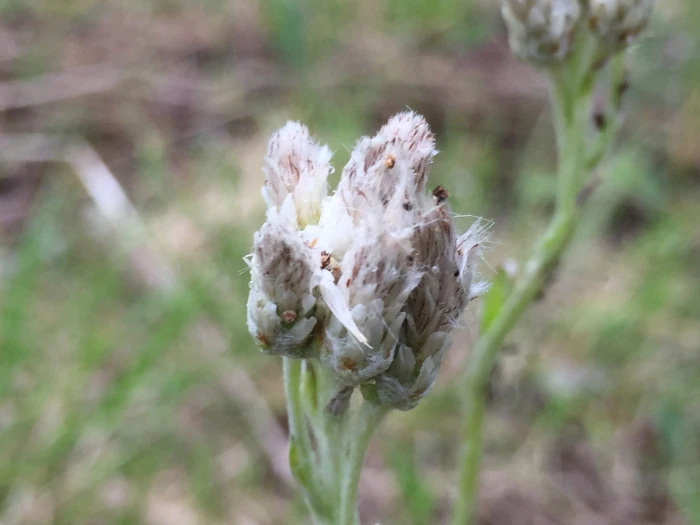 Antennaria neglecta image