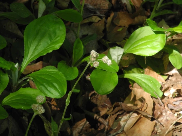 Antennaria parlinii image