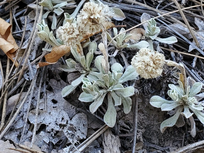 Antennaria parvifolia image