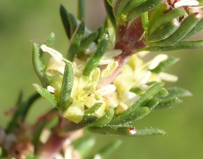 Anthospermum aethiopicum image