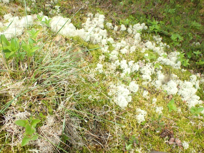 Anthoxanthum monticola image