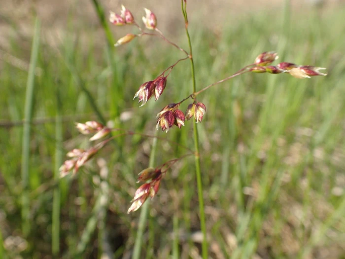 Anthoxanthum nitens image