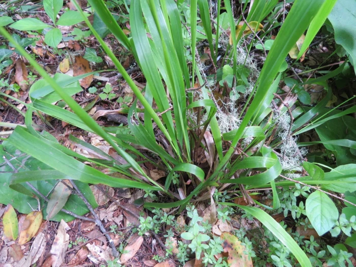 Hierochloe occidentalis image