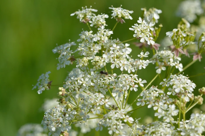Anthriscus sylvestris image