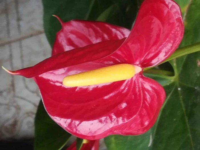 Anthurium andraeanum image