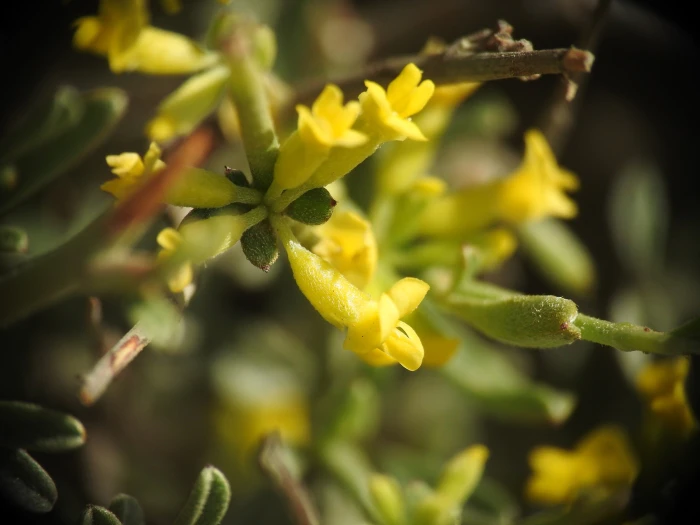 Anthyllis hermanniae image