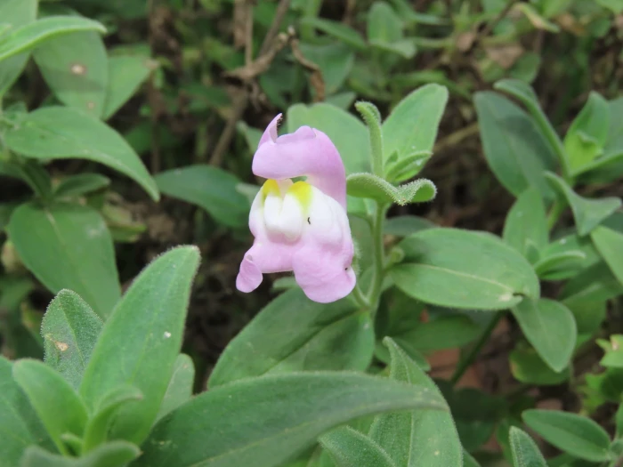 Antirrhinum graniticum image