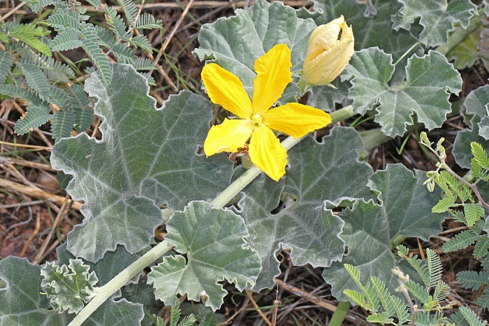 Apodanthera undulata image