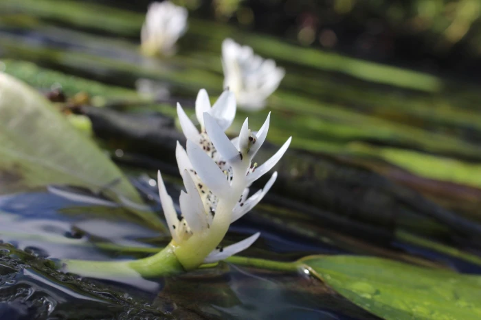 Aponogeton distachyos image