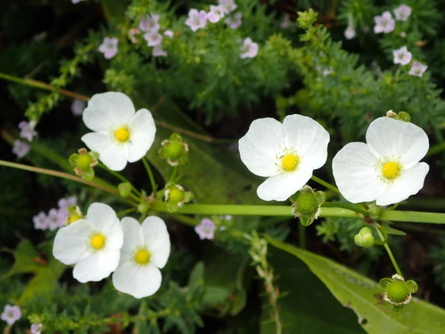 Aquarius cordifolius image