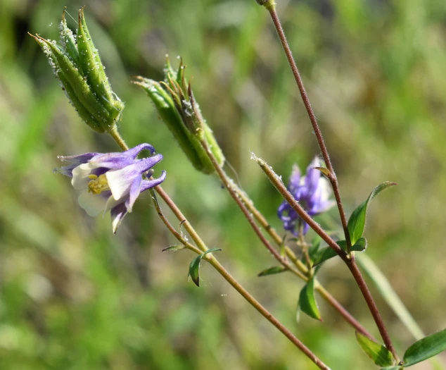 Aquilegia brevistyla image