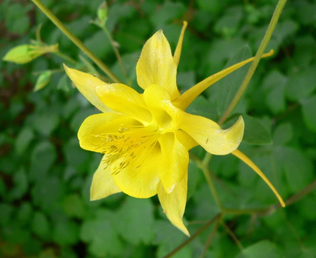 Aquilegia chrysantha image