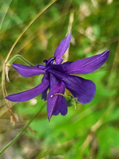 Aquilegia einseleana image