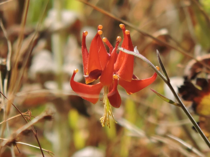 Aquilegia eximia image