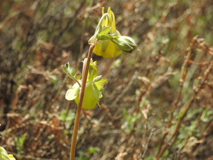 Aquilegia viridiflora image