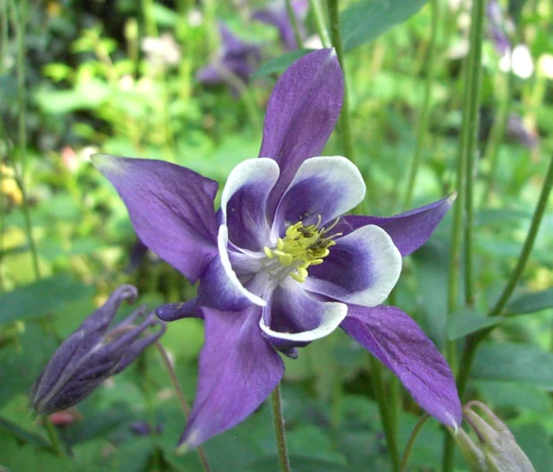 Aquilegia vulgaris image