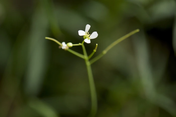 Arabidopsis lyrata image