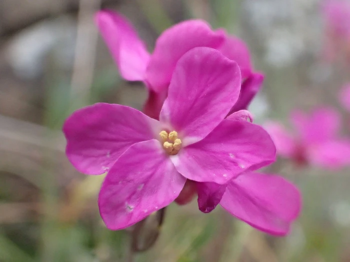 Arabis blepharophylla image