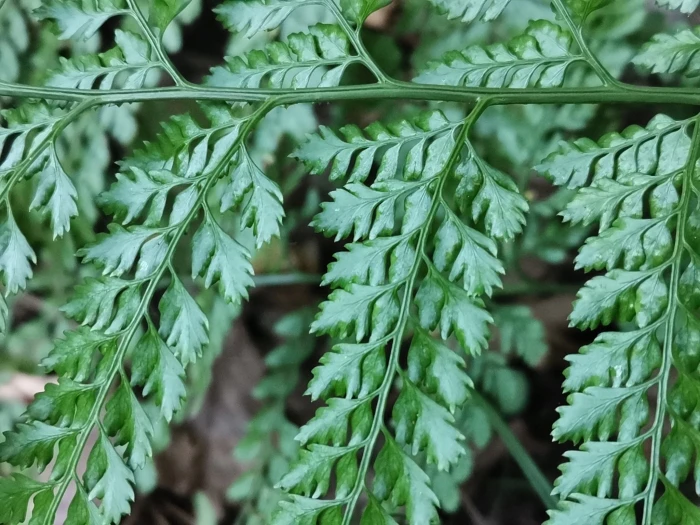 Arachniodes standishii image