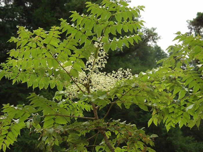 Aralia elata image