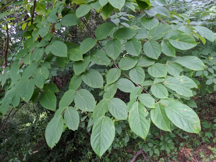 Aralia spinosa image