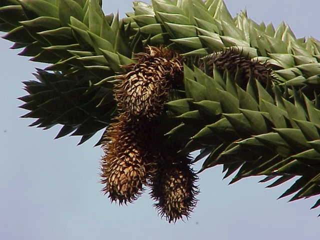 Araucaria araucana image