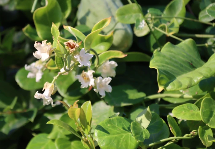 Araujia sericifera image