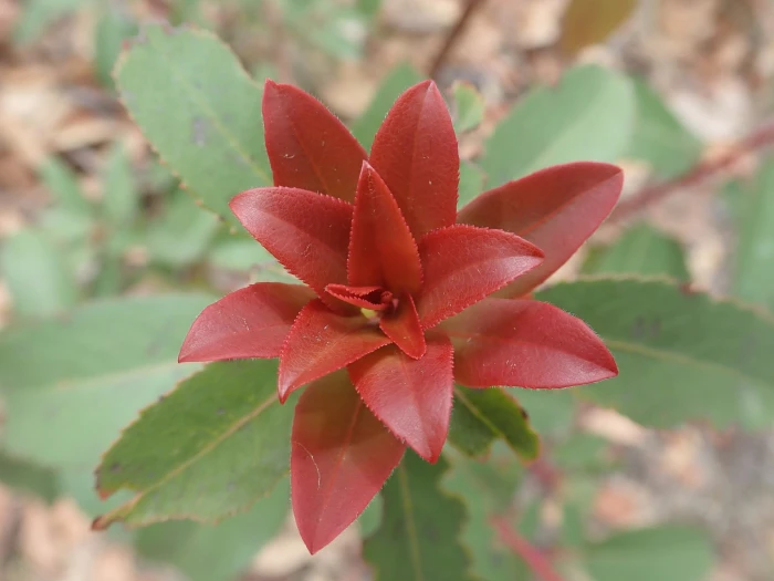 Arbutus arizonica image