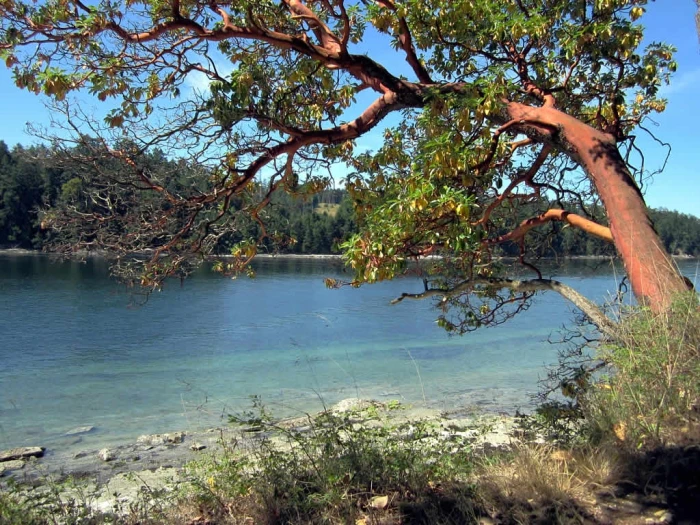 Arbutus menziesii image