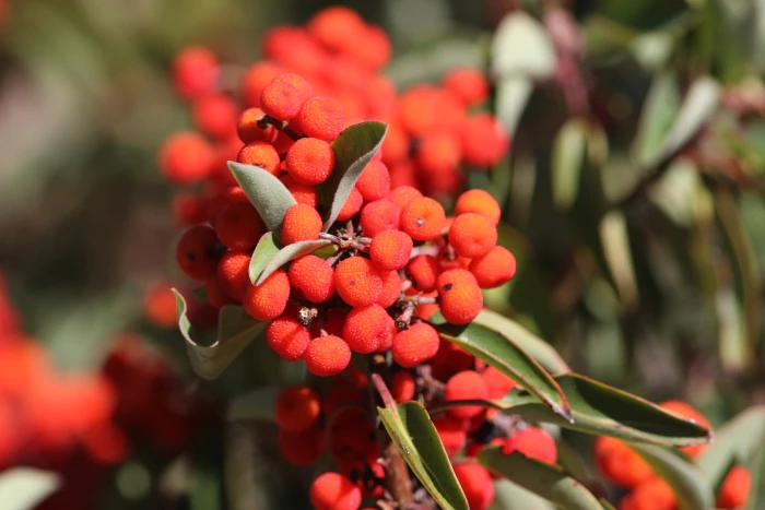 Arbutus xalapensis image