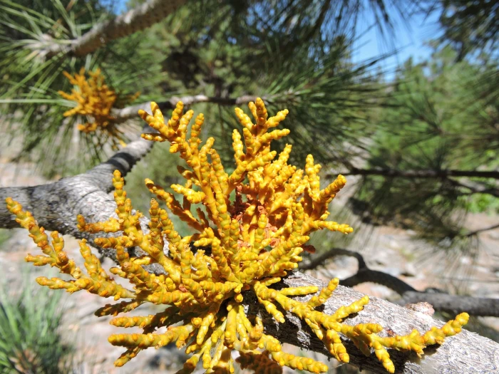 Arceuthobium campylopodum image