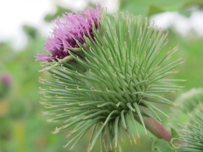 Arctium lappa image