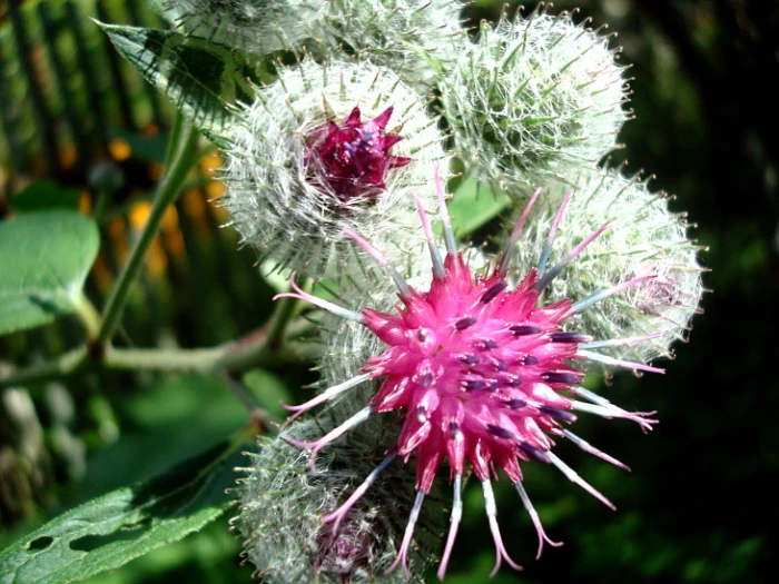 Arctium tomentosum image