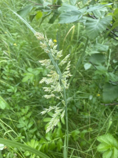 Arctopoa eminens image