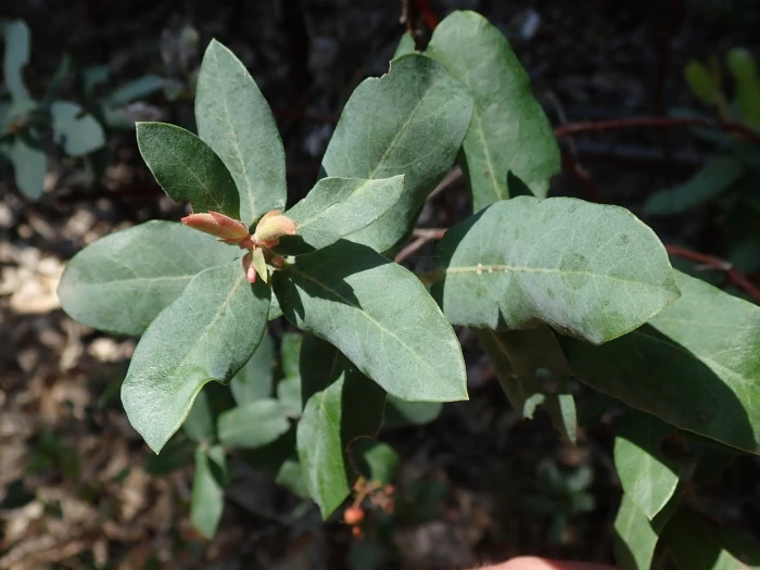 Arctostaphylos andersonii image