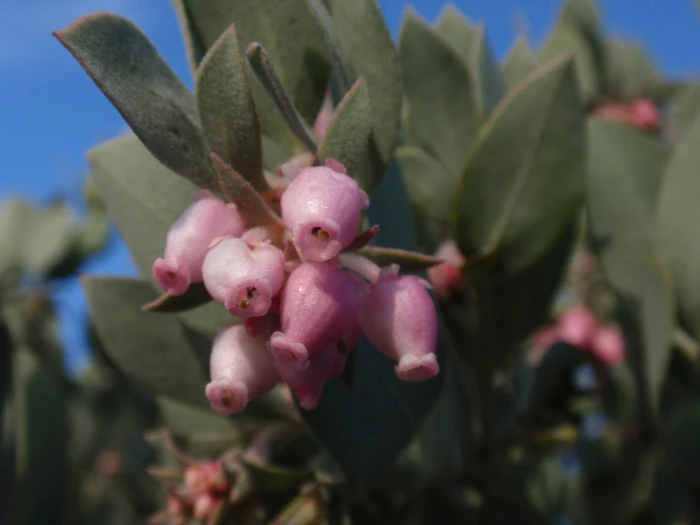 Arctostaphylos canescens image