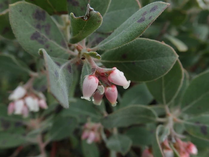 Arctostaphylos columbiana image