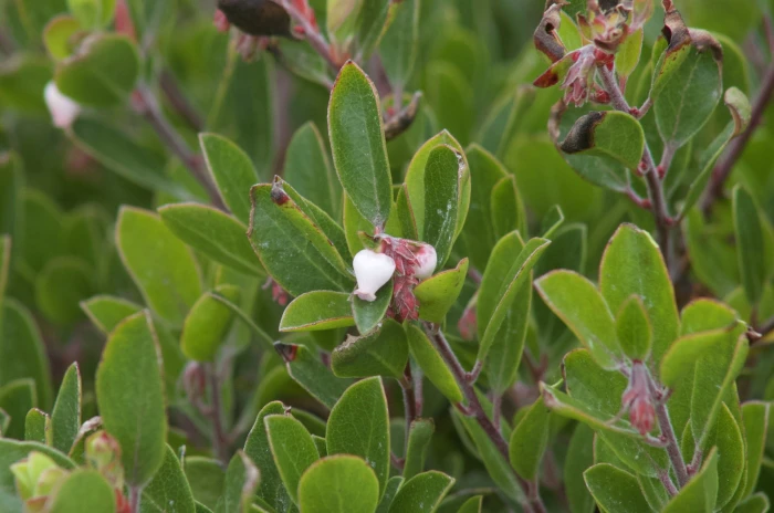 Arctostaphylos franciscana image