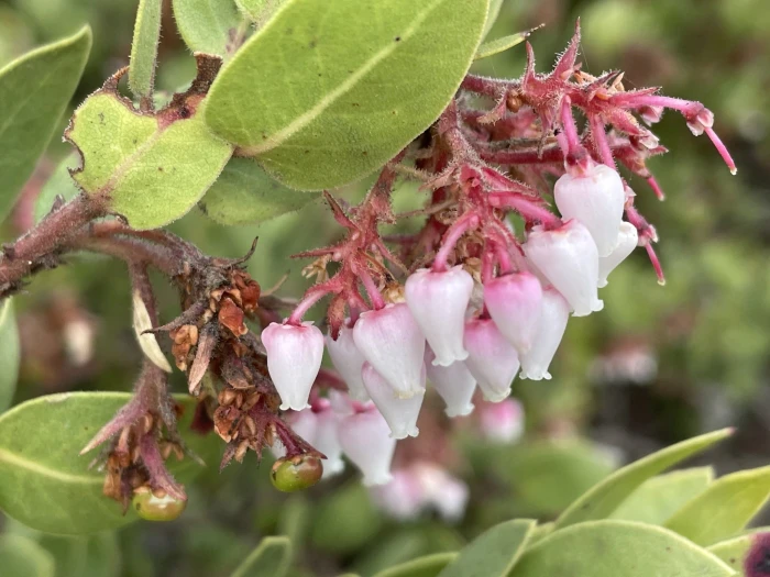 Arctostaphylos montereyensis image