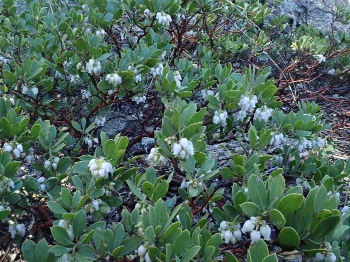 Arctostaphylos nevadensis image