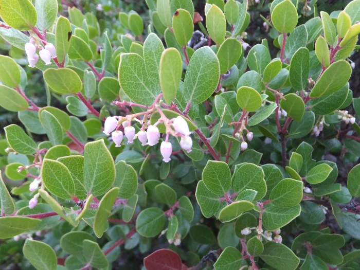 Arctostaphylos nummularia image