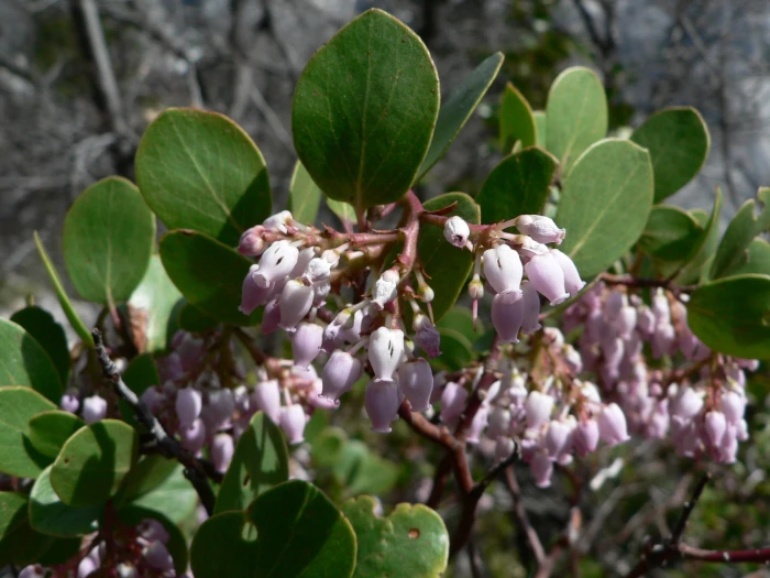 Arctostaphylos patula image