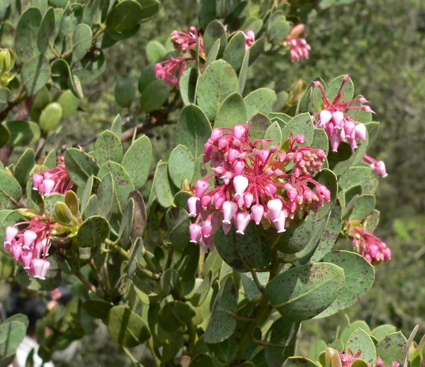 Arctostaphylos pringlei image