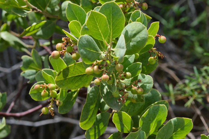 Arctostaphylos rainbowensis image